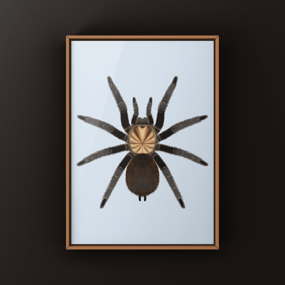 Texas Brown Tarantula Art Print (Aphonopelma hentzi) from The Silk Ranch
