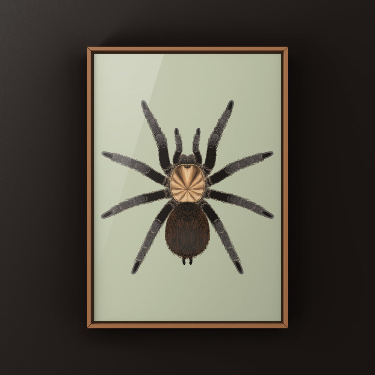Texas Brown Tarantula Art Print (Aphonopelma hentzi) from The Silk Ranch