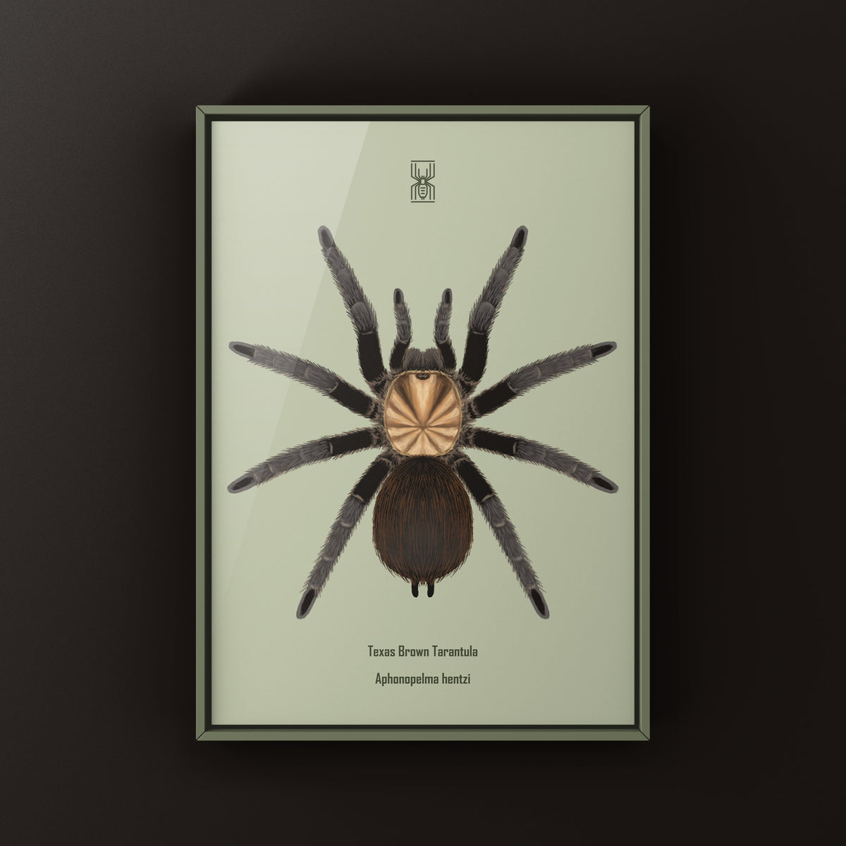 Texas Brown Tarantula Art Print (Aphonopelma hentzi) from The Silk Ranch