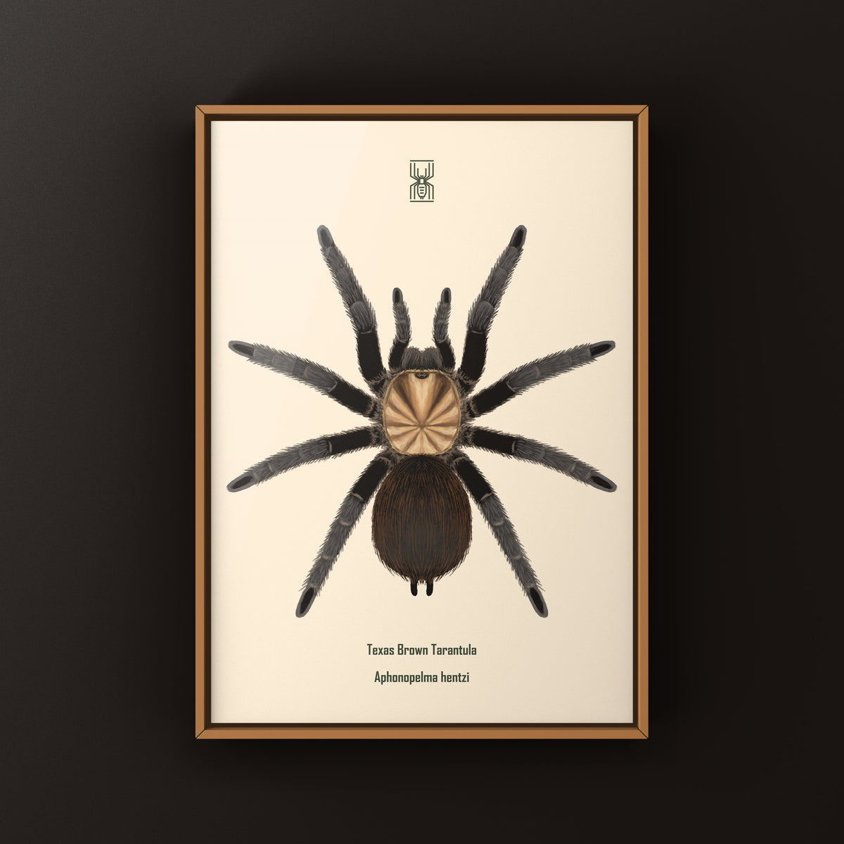 Texas Brown Tarantula Art Print (Aphonopelma hentzi) from The Silk Ranch