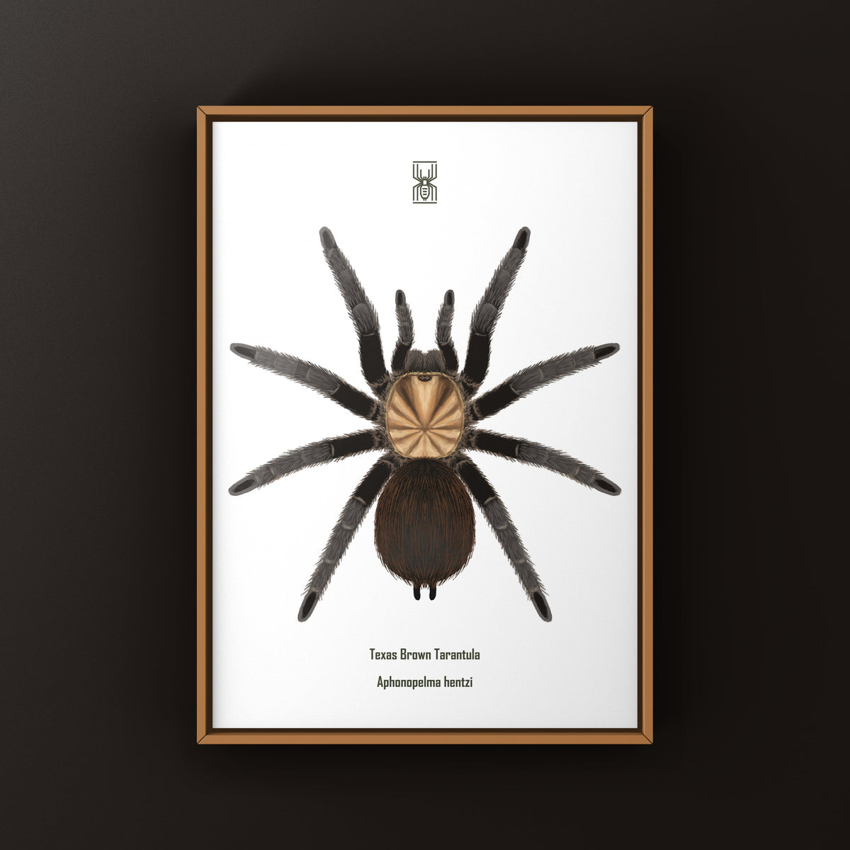 Texas Brown Tarantula Art Print (Aphonopelma hentzi) from The Silk Ranch