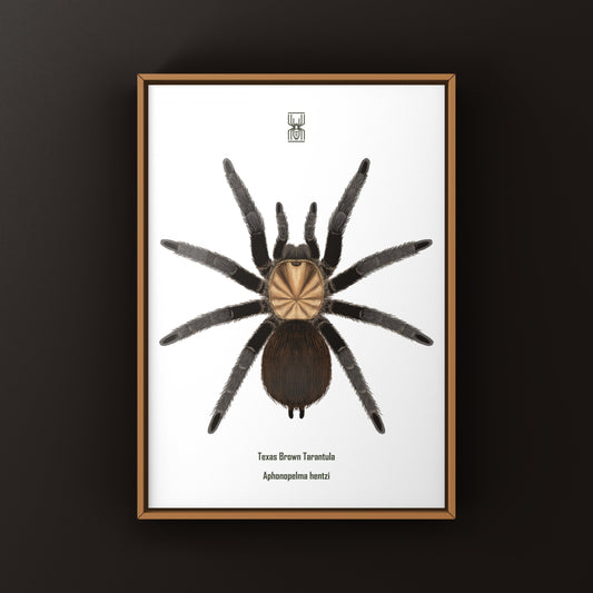 Texas Brown Tarantula art print by The Silk Ranch, showcasing detailed illustration of Aphonopelma hentzi on neutral background.