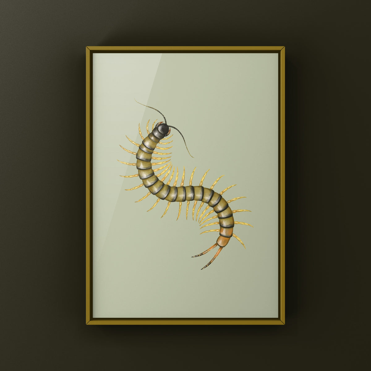 African Giant Centipede art print by The Silk Ranch, featuring a dark Ethmostigmus trigonopodus centipede illustration.