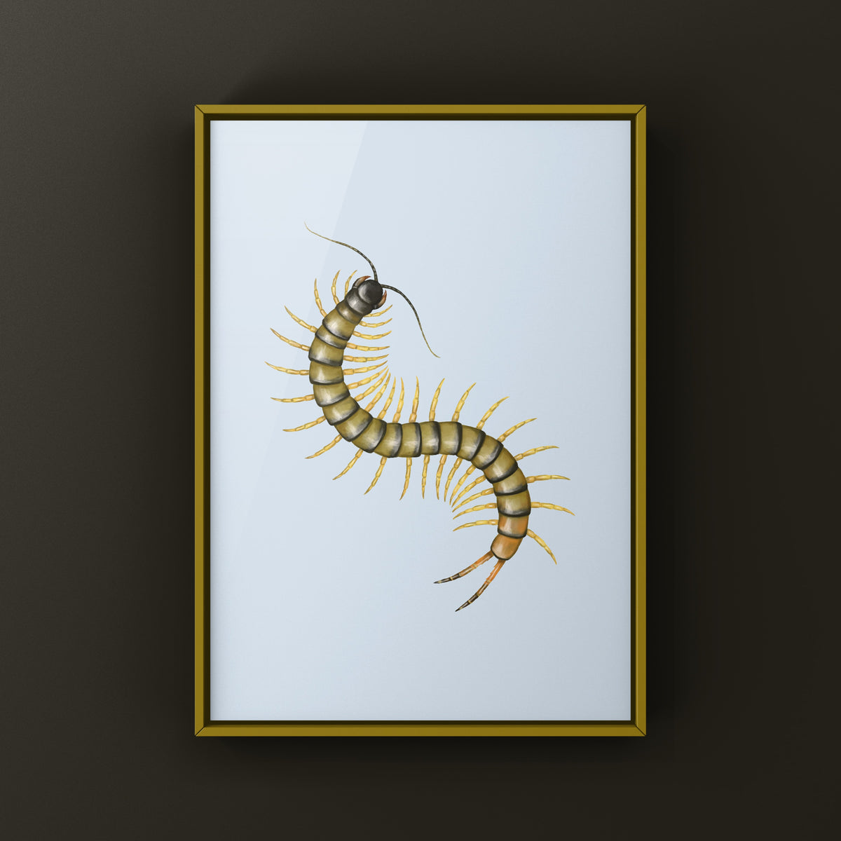 African Giant Centipede art print featuring Ethmostigmus trigonopodus in dark coloration, displayed on a neutral background.