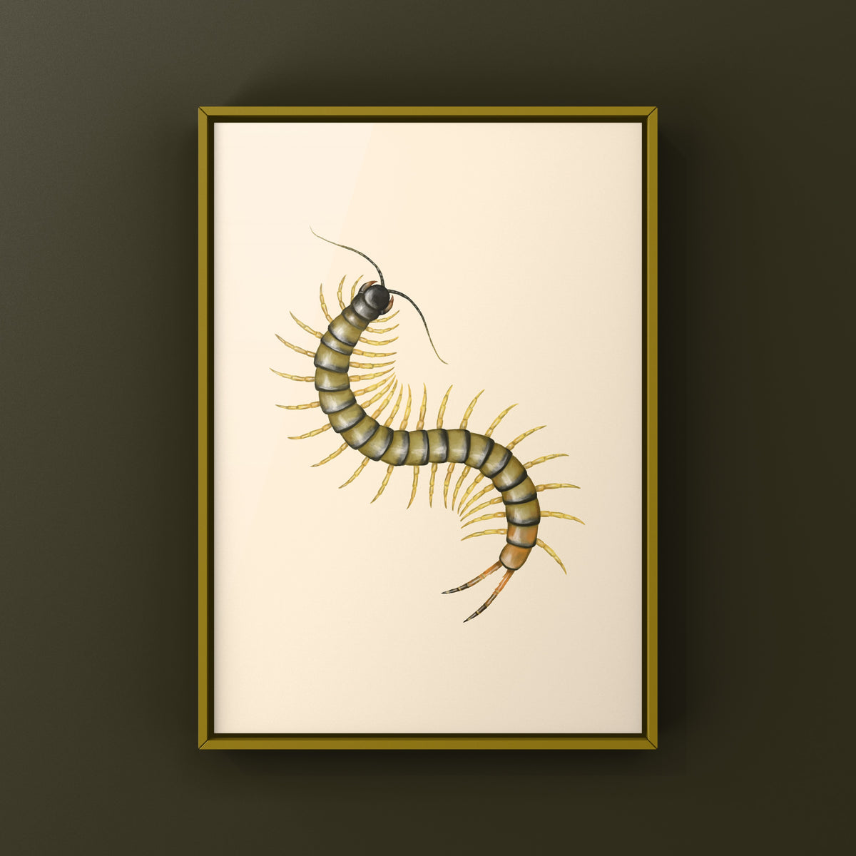 African Giant Centipede art print featuring Ethmostigmus trigonopodus "Dark" with detailed, realistic illustration from The Silk Ranch.
