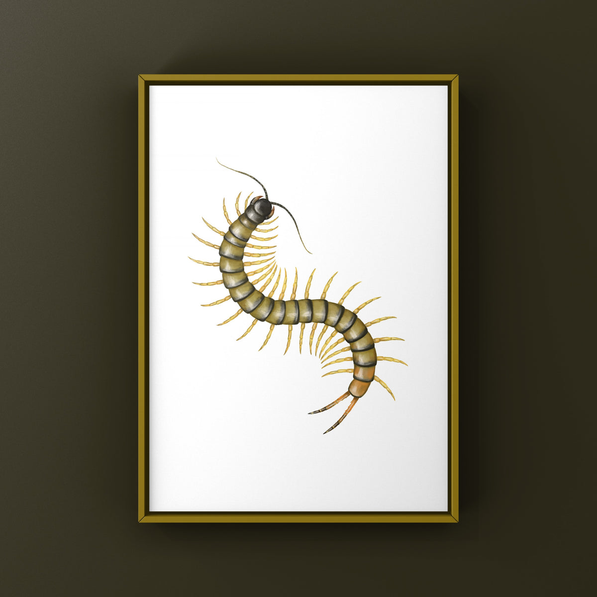 African Giant Centipede art print featuring Ethmostigmus trigonopodus "Dark" by The Silk Ranch, showcasing detailed insect illustration.