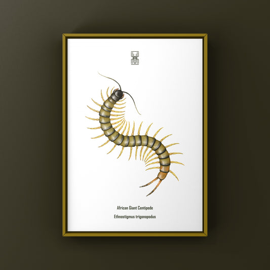 African Giant Centipede Art Print (Ethmostigmus trigonopodus "Dark") from The Silk Ranch