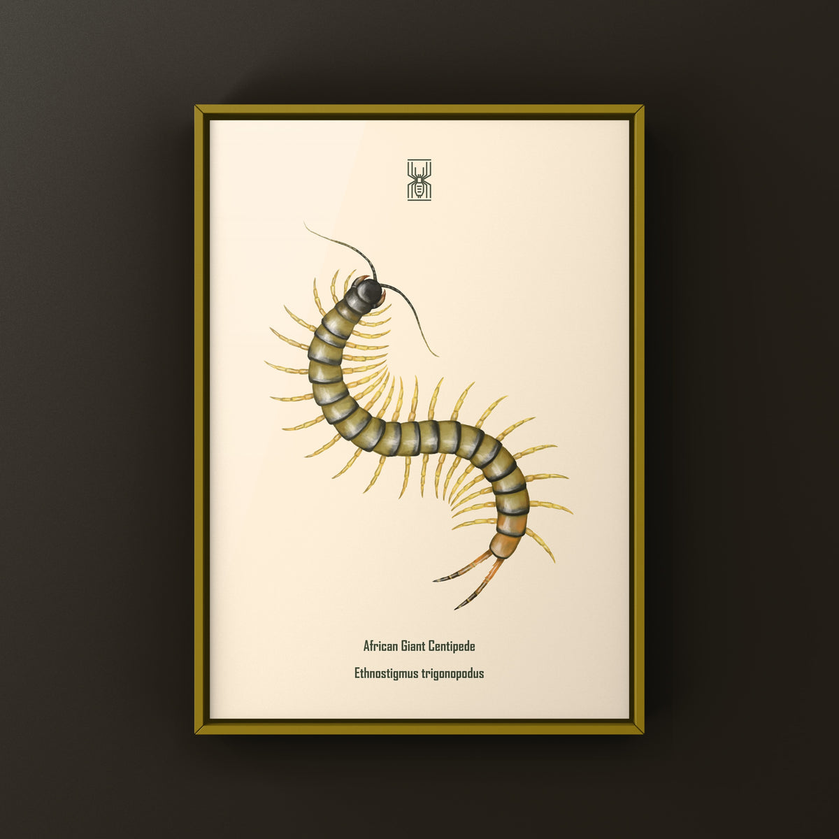 African Giant Centipede art print by The Silk Ranch featuring a dark Ethmostigmus trigonopodus centipede illustration.