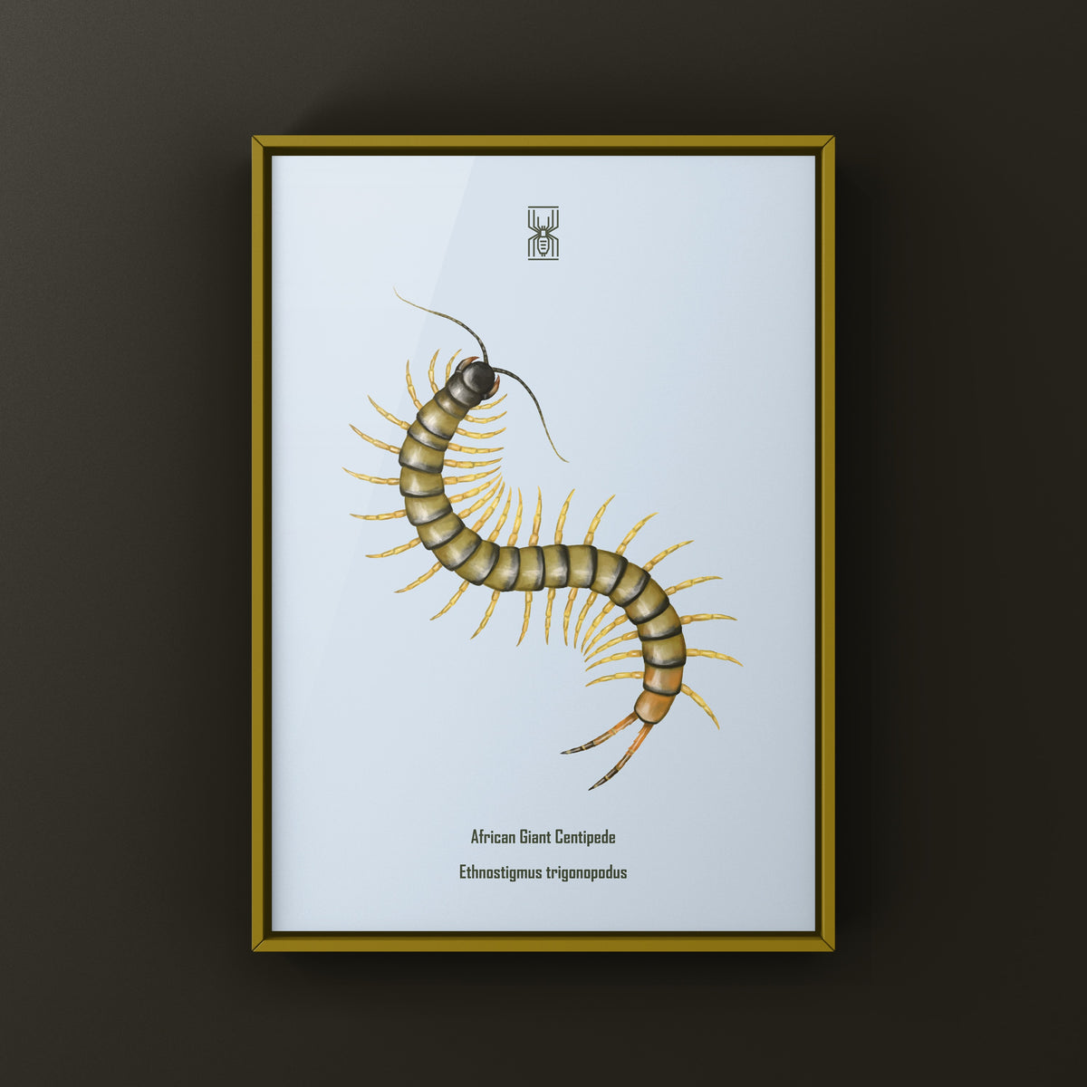 African Giant Centipede art print showing a dark Ethmostigmus trigonopodus centipede on a neutral background.
