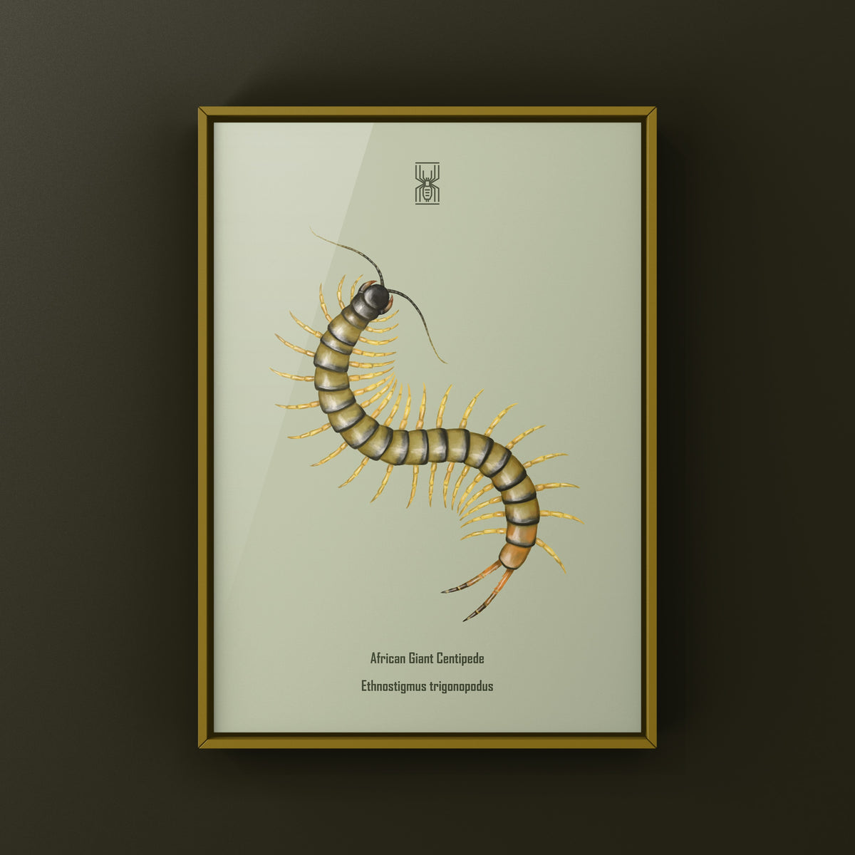 African Giant Centipede art print by The Silk Ranch showing a dark Ethmostigmus trigonopodus centipede on a neutral background.