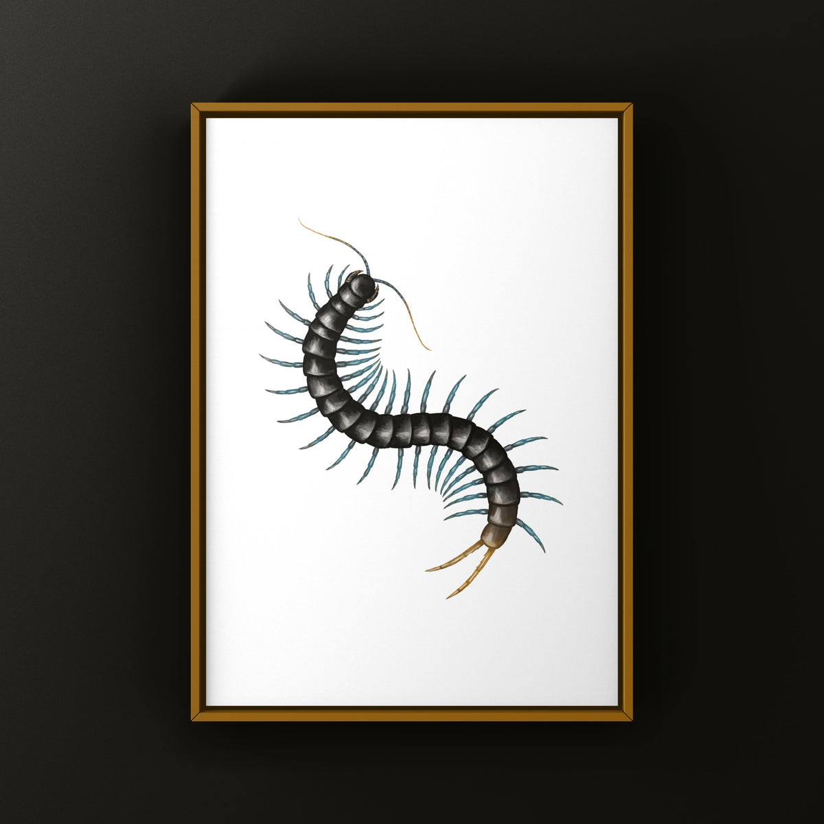 African Giant Centipede Art Print (Ethmostigmus trigonopodus) from The Silk Ranch