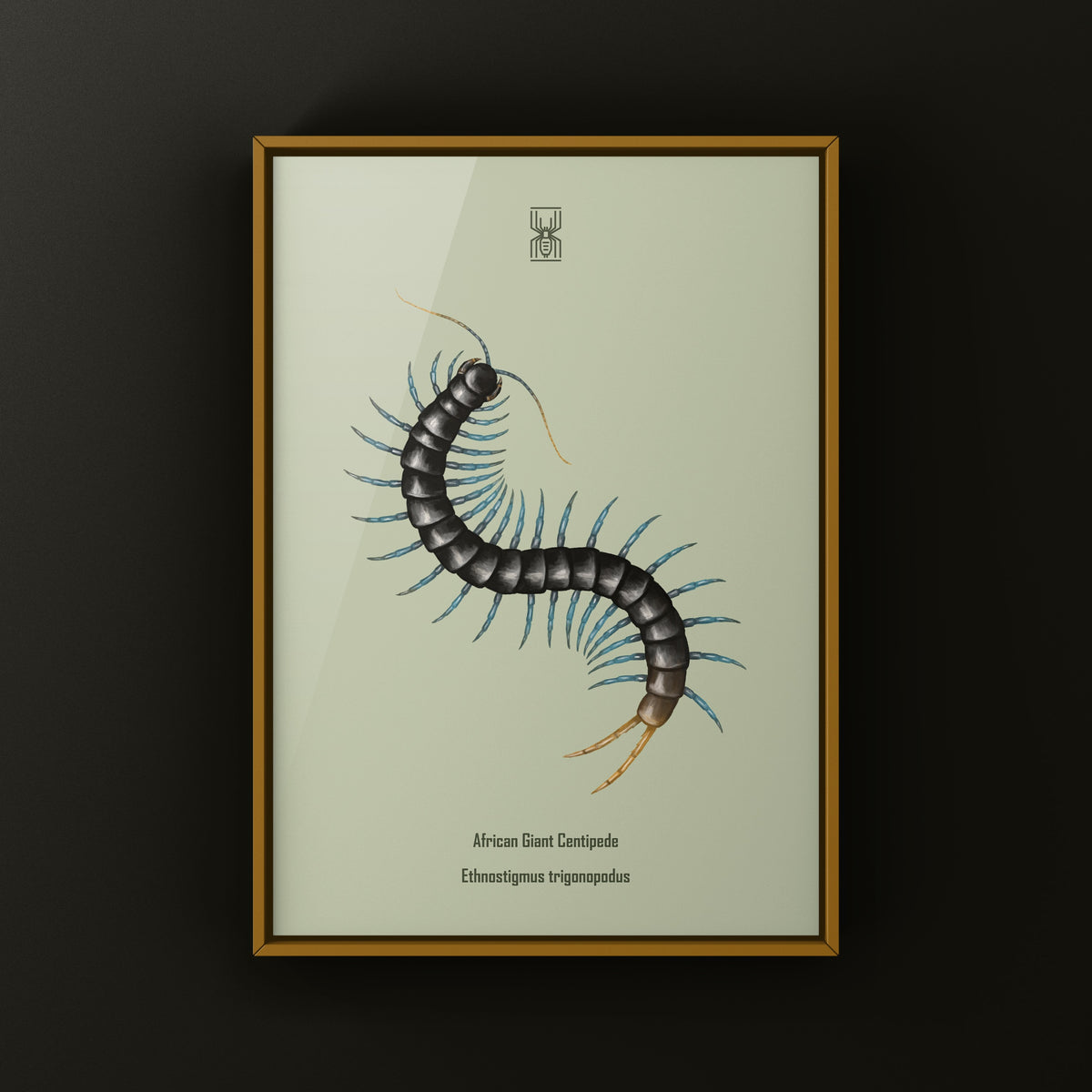 African Giant Centipede Art Print (Ethmostigmus trigonopodus) from The Silk Ranch