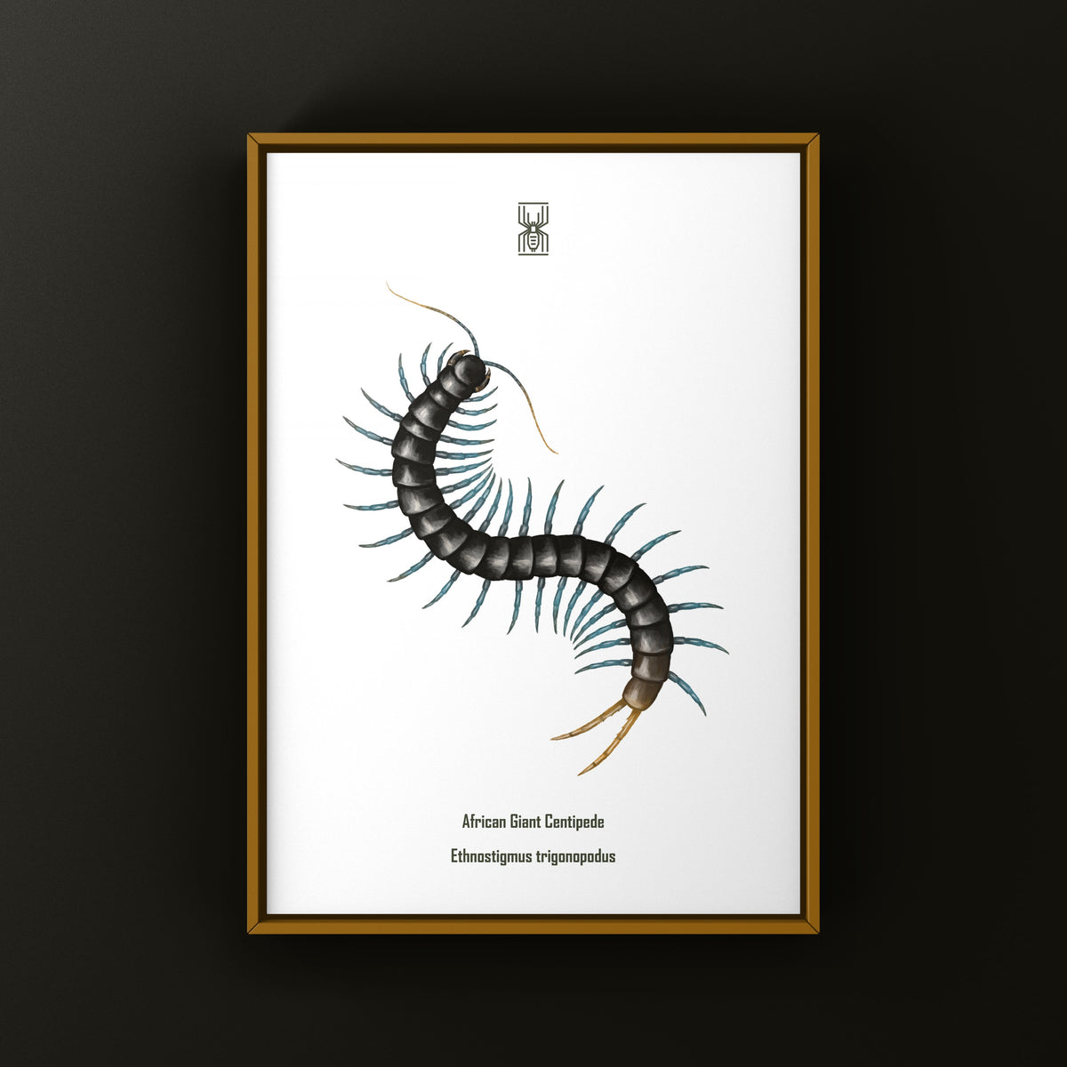 African Giant Centipede Art Print (Ethmostigmus trigonopodus) from The Silk Ranch