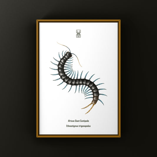 African Giant Centipede Art Print (Ethmostigmus trigonopodus) from The Silk Ranch