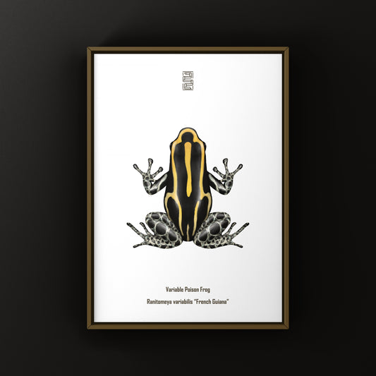 French Guiana Variable Poison Frog Art Print (Ranitomeya variabilis)