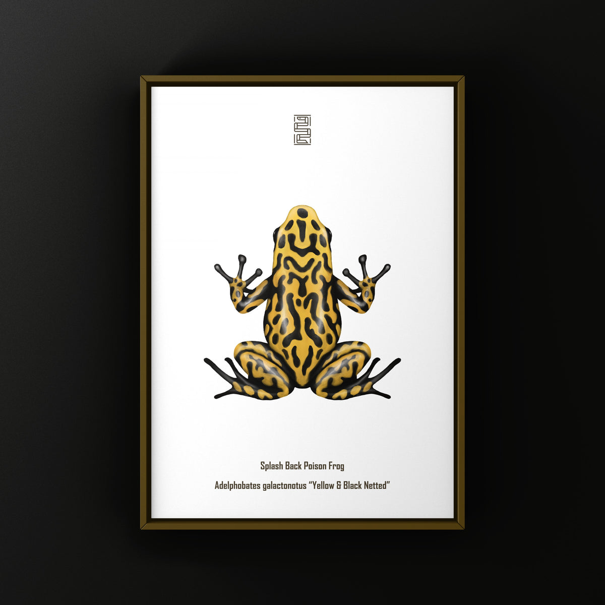 Yellow and Black Netted Splashback Poison Frog Art Print (Adelphobates galactonotus)