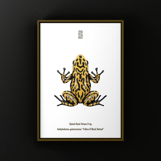Yellow and Black Netted Splashback Poison Frog Art Print (Adelphobates galactonotus)