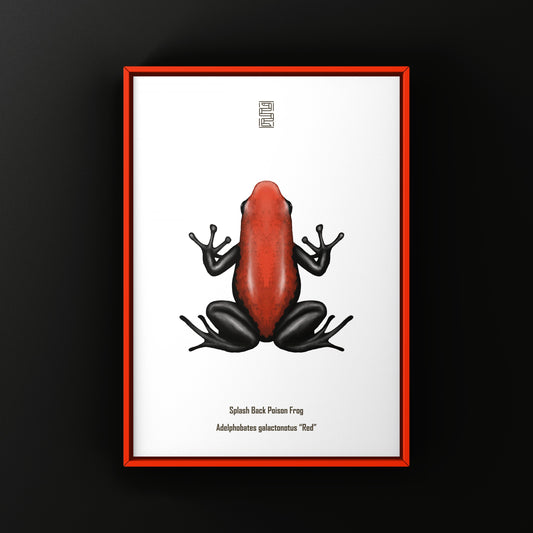 Red Splashback Poison Frog Art Print (Adelphobates galactonotus)