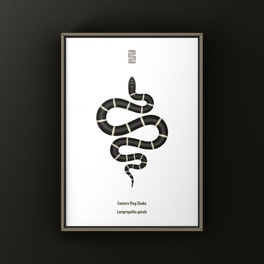 Eastern Kingsnake Art Print (Lampropeltis getula)