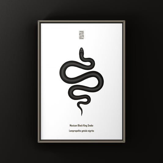 Mexican Black Kingsnake Art Print (Lampropeltis getula nigrita)