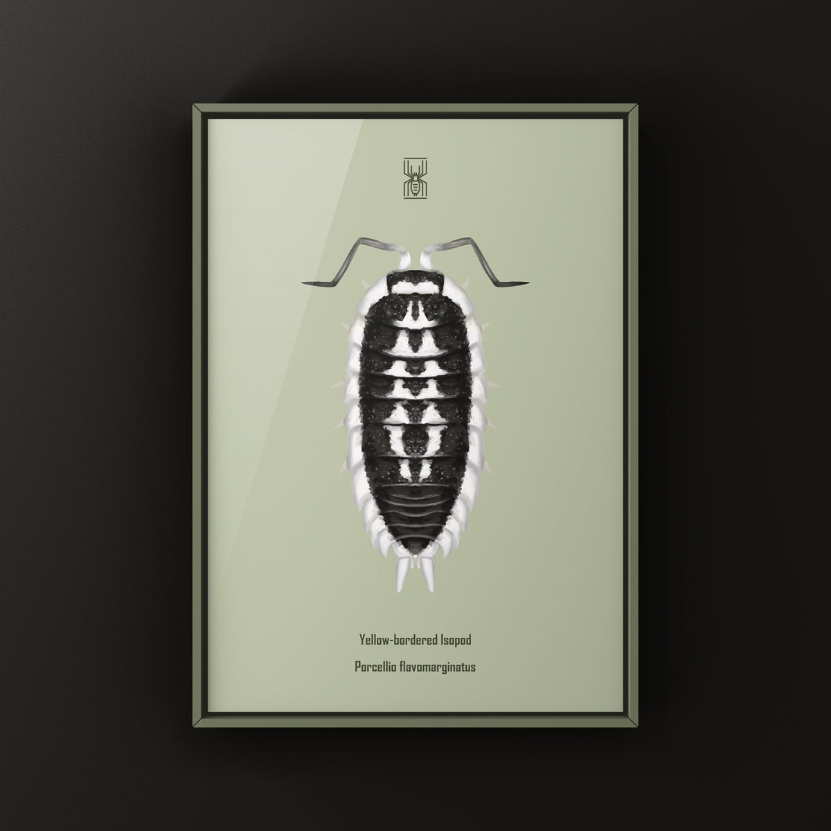 Yellow-banded Isopod Art Print (Porcellio flavomarginatus) from The Silk Ranch