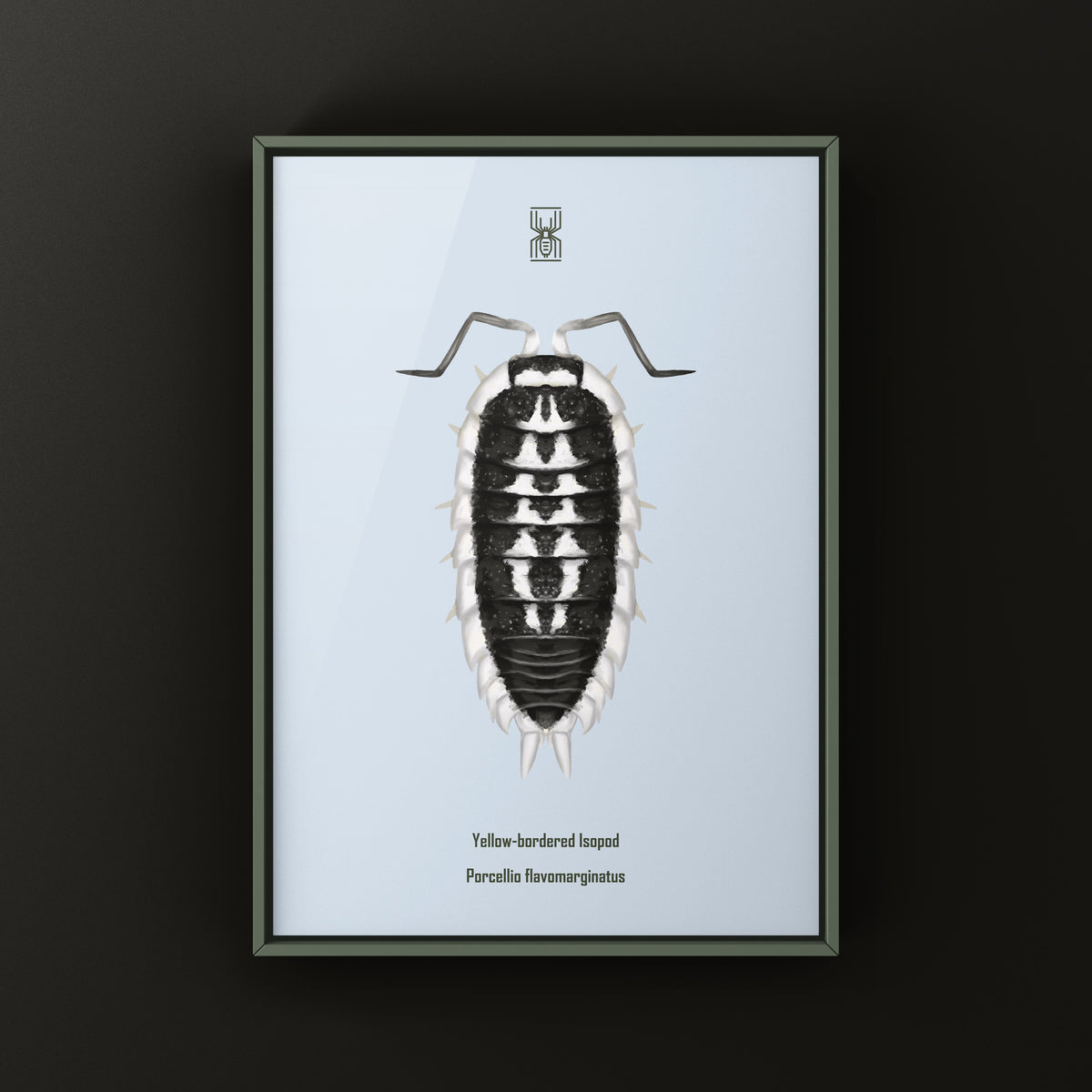Yellow-banded Isopod Art Print (Porcellio flavomarginatus) from The Silk Ranch