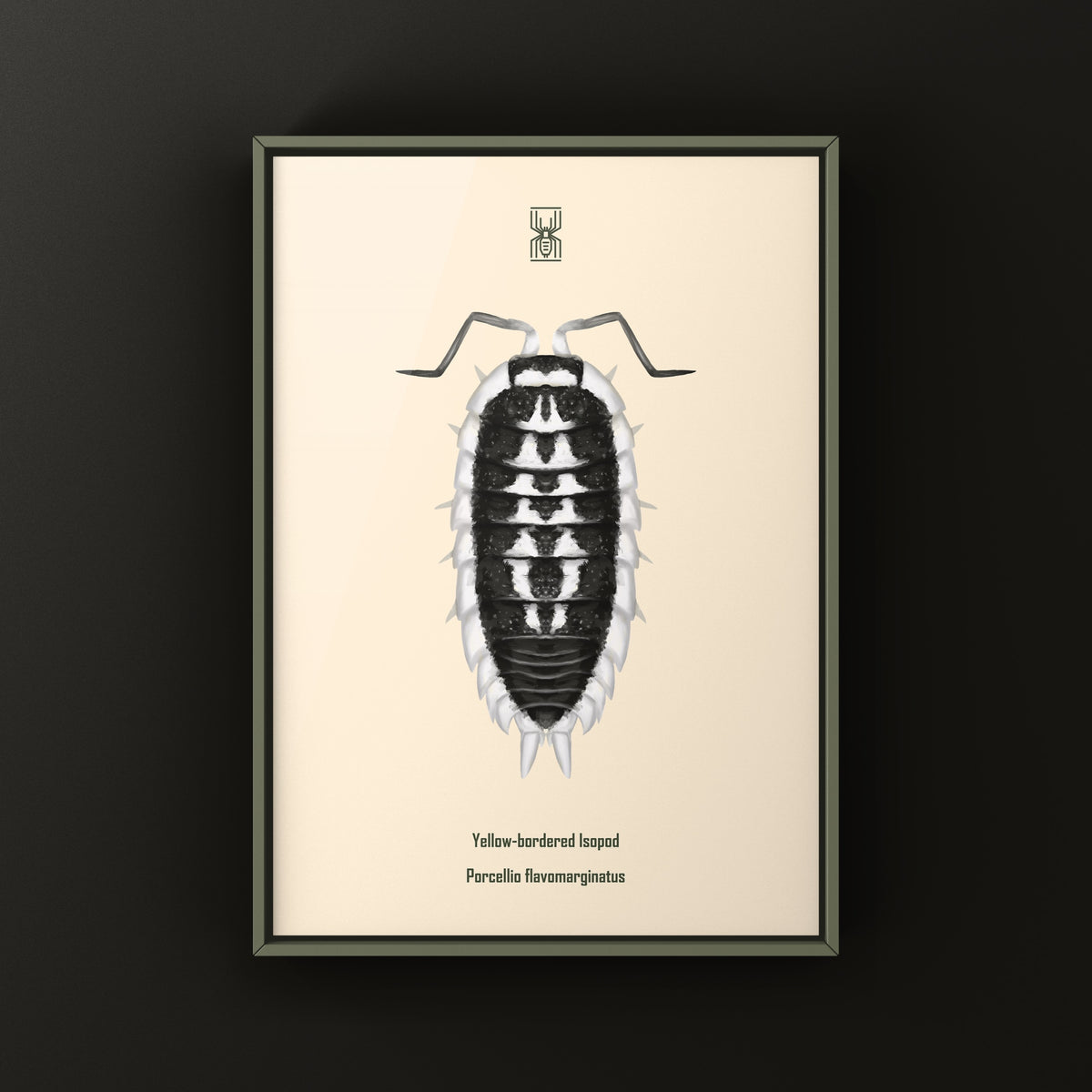 Yellow-banded Isopod Art Print (Porcellio flavomarginatus) from The Silk Ranch