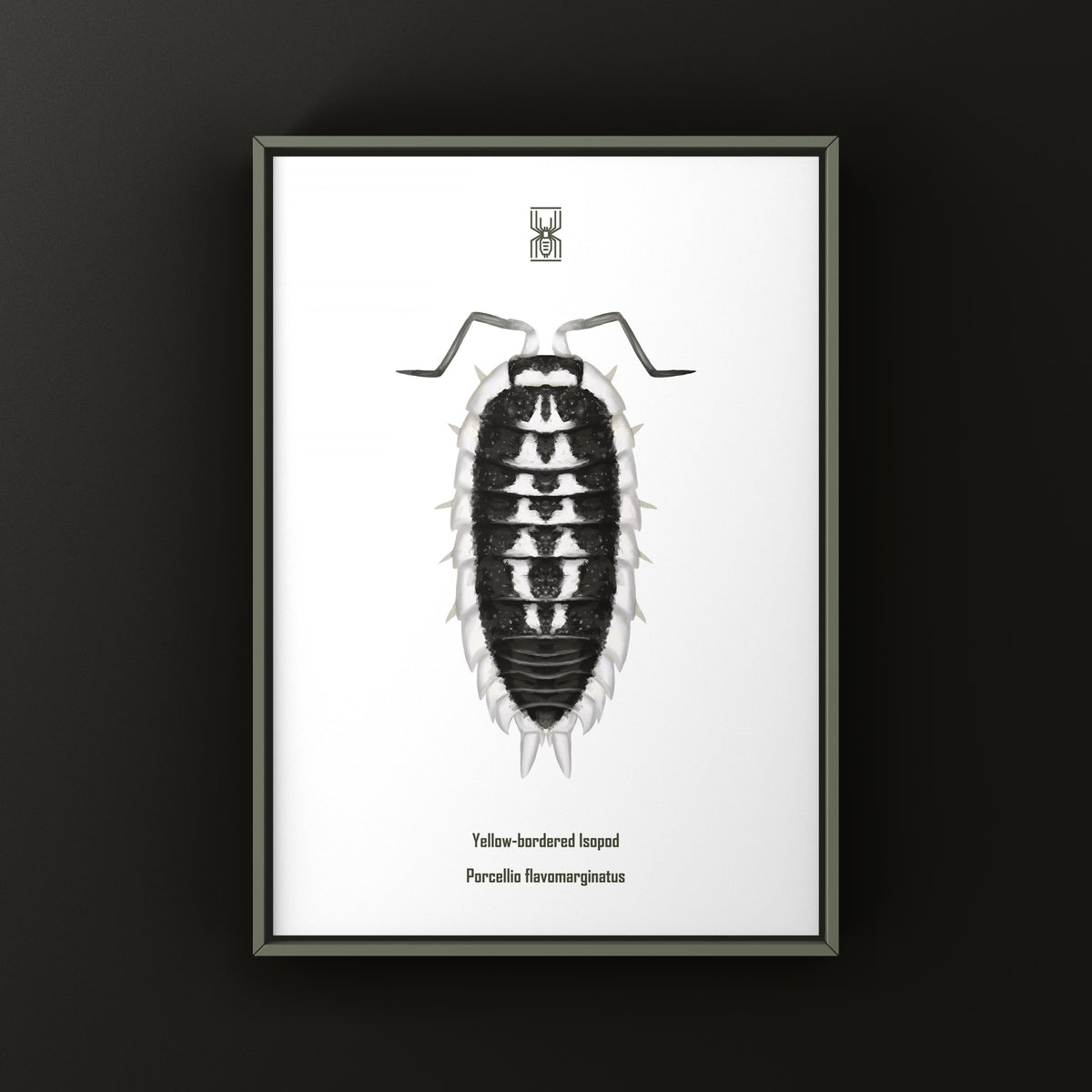Yellow-banded Isopod Art Print (Porcellio flavomarginatus) from The Silk Ranch