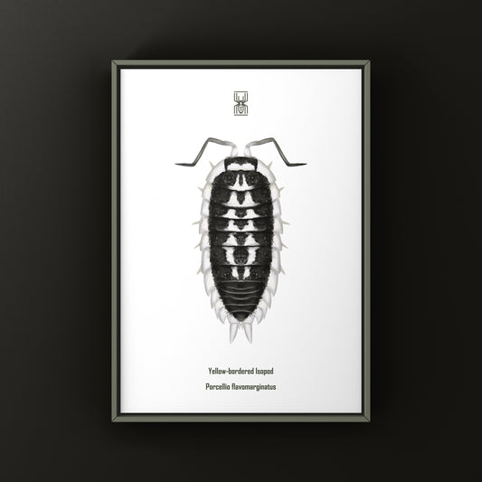 Yellow-banded Isopod Art Print (Porcellio flavomarginatus) from The Silk Ranch