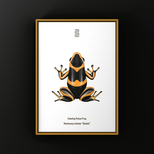 Banded Imitating Poison Frog Art Print (Ranitomeya imitator)