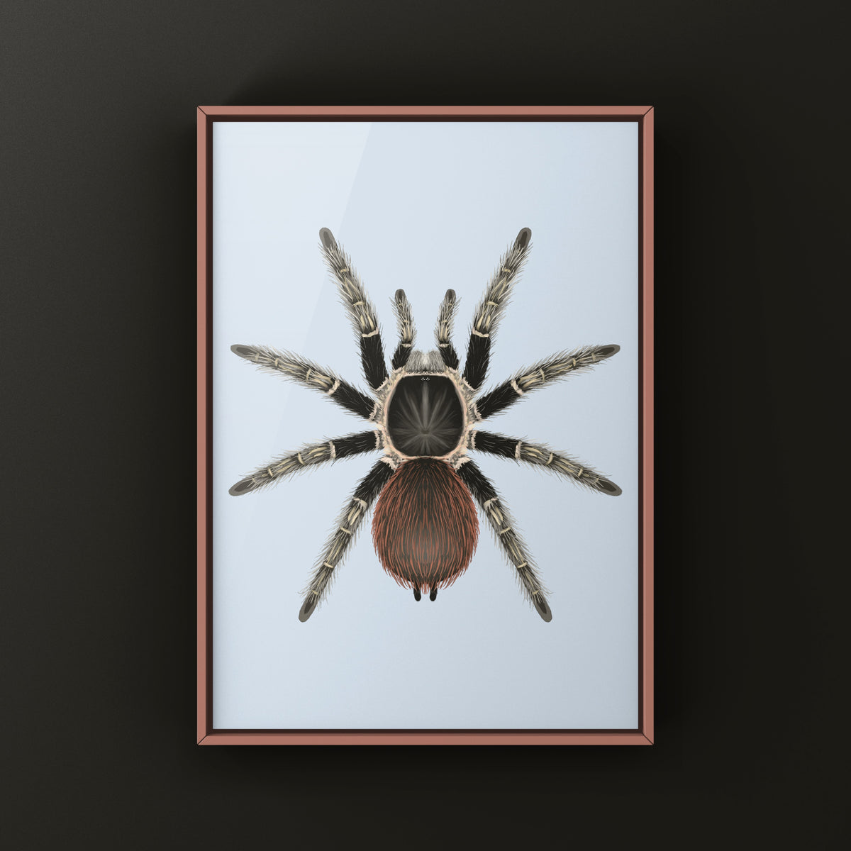 Bahia Scarlet Birdeater Tarantula Art Print (Lasiodora klugi) from The Silk Ranch