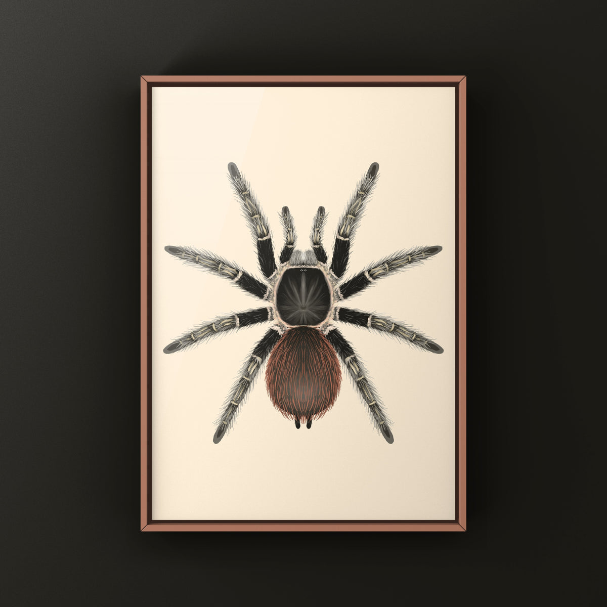 Bahia Scarlet Birdeater Tarantula Art Print (Lasiodora klugi) from The Silk Ranch
