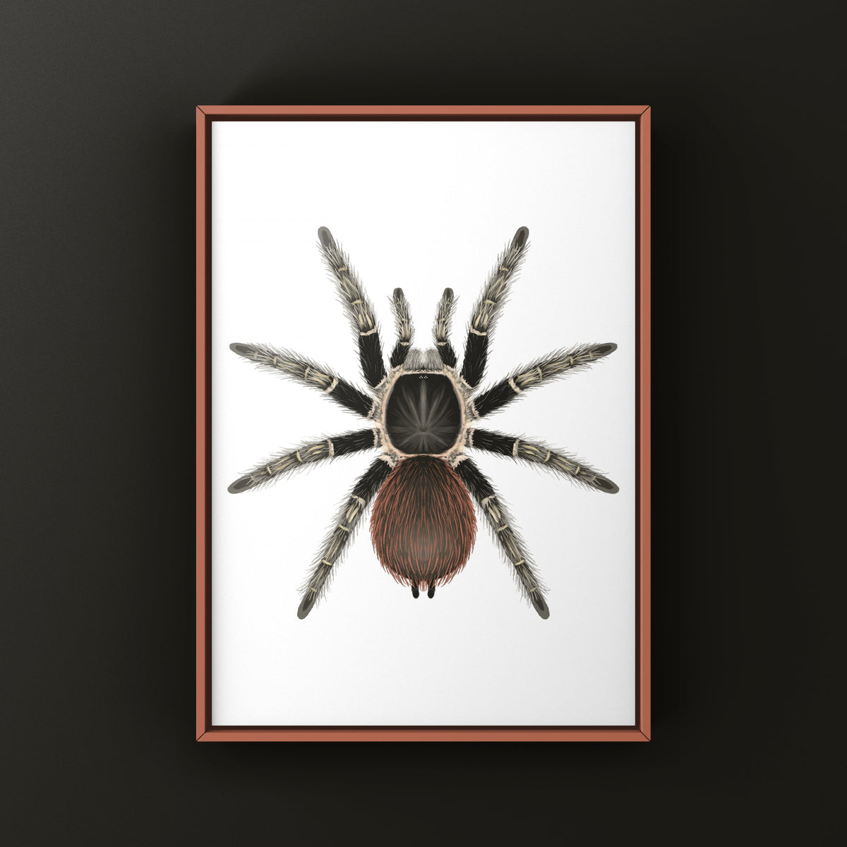 Bahia Scarlet Birdeater Tarantula Art Print (Lasiodora klugi) from The Silk Ranch