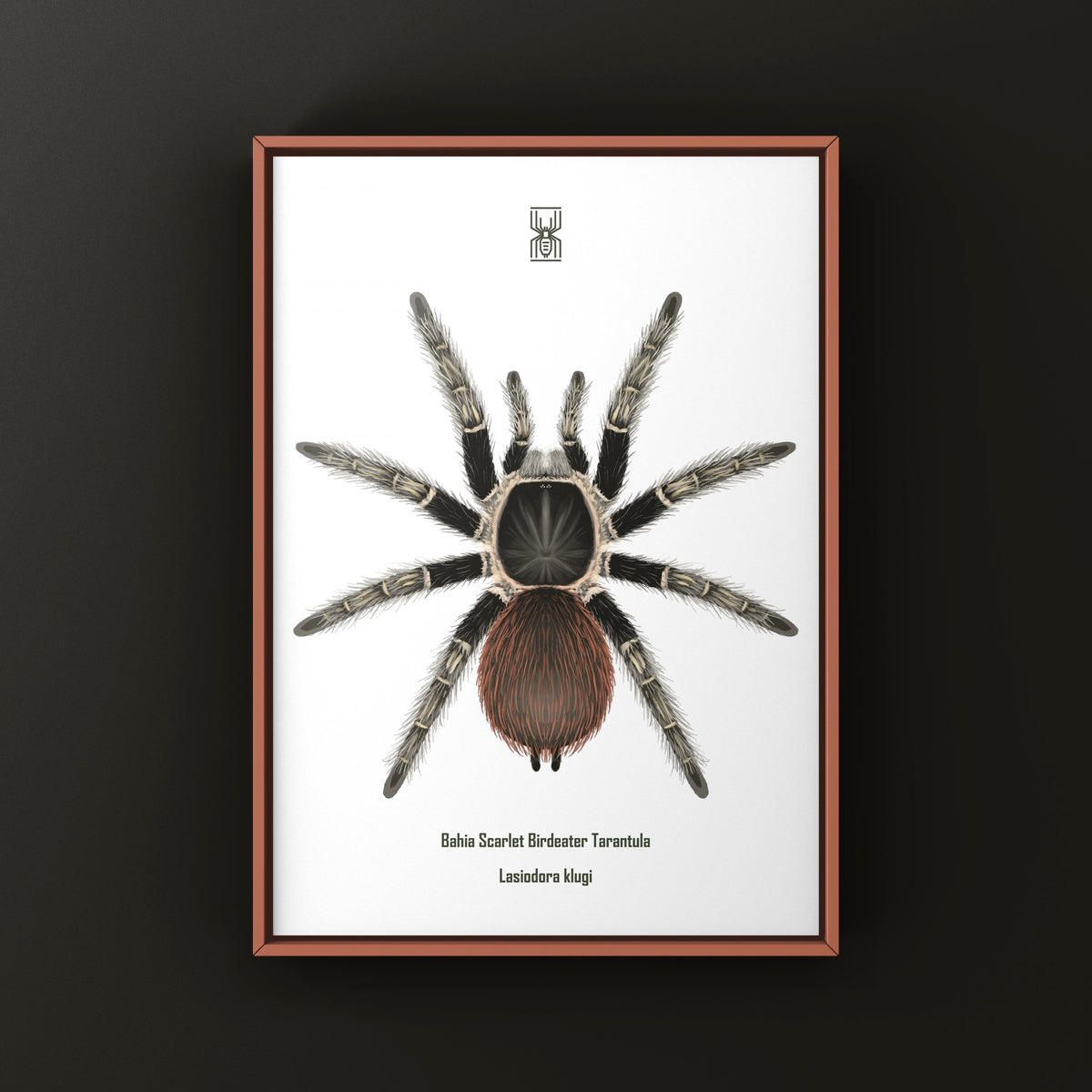 Bahia Scarlet Birdeater Tarantula Art Print (Lasiodora klugi) from The Silk Ranch