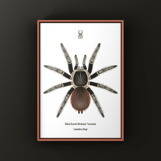 Colorful Bahia Scarlet Birdeater tarantula art print featuring Lasiodora klugi, displayed with vibrant details and natural background.