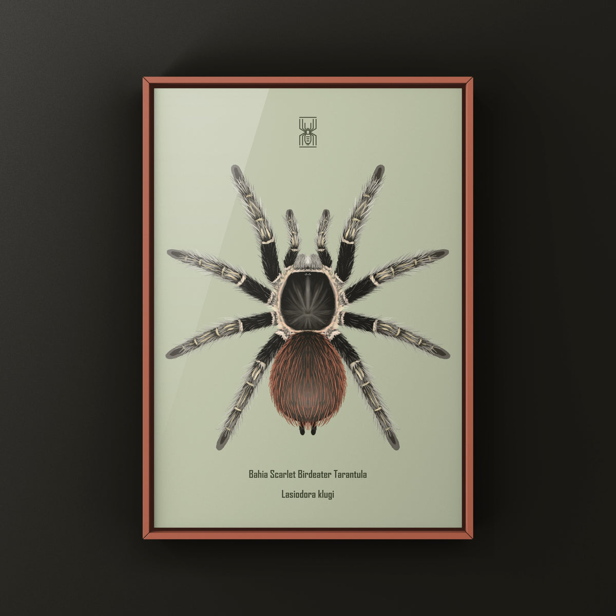 Bahia Scarlet Birdeater Tarantula Art Print (Lasiodora klugi) from The Silk Ranch
