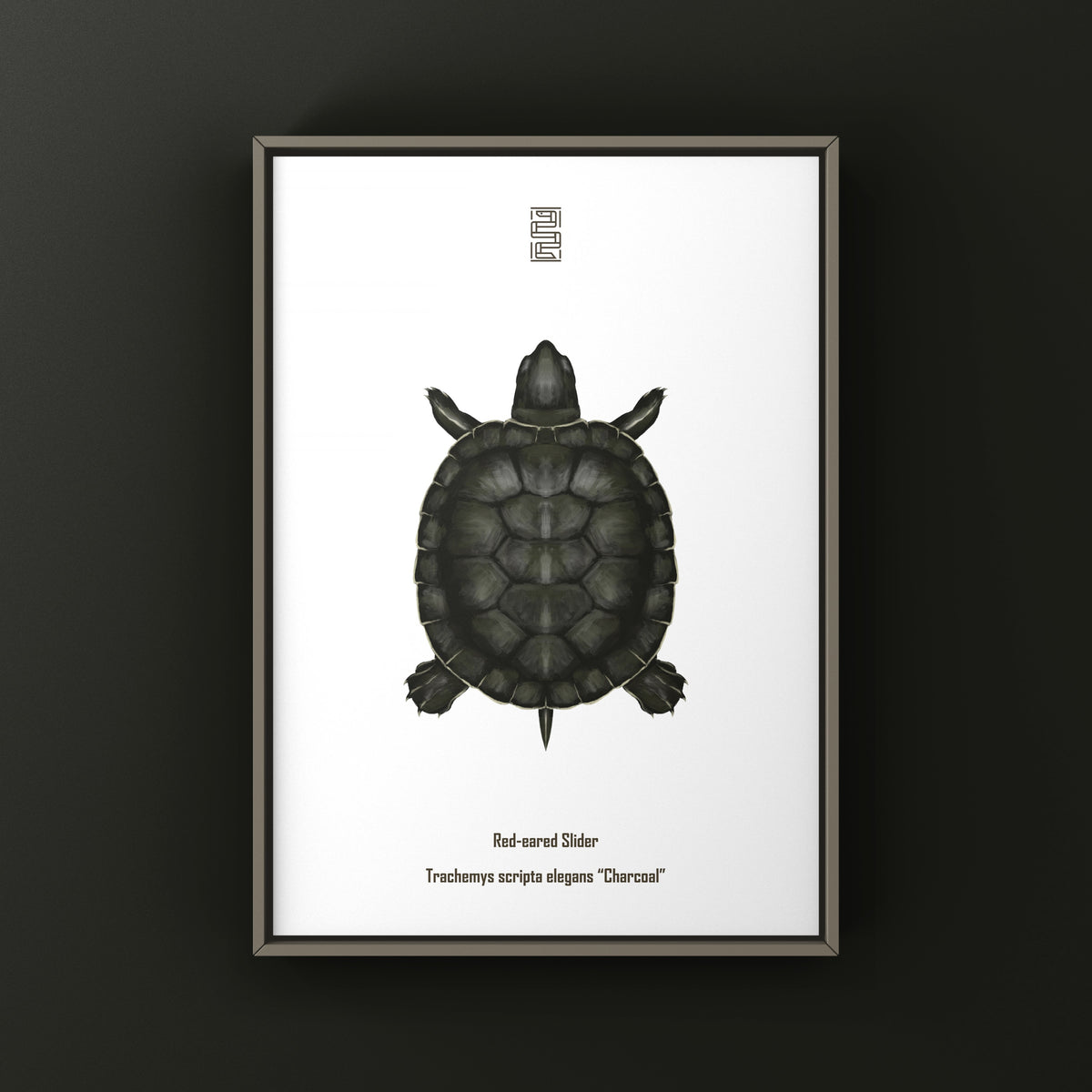 Charcoal Red-eared Slider Art Print (Trachemys scripta elegans)