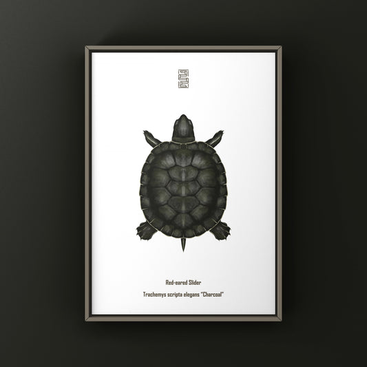 Charcoal Red-eared Slider Art Print (Trachemys scripta elegans)