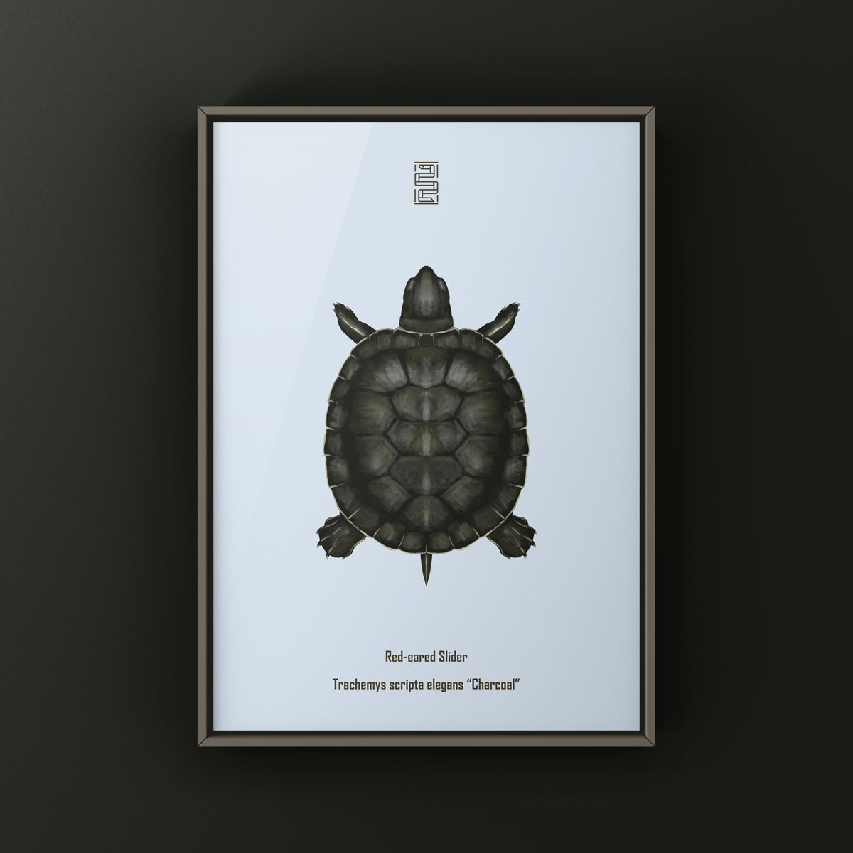 Charcoal Red-eared Slider Art Print (Trachemys scripta elegans)