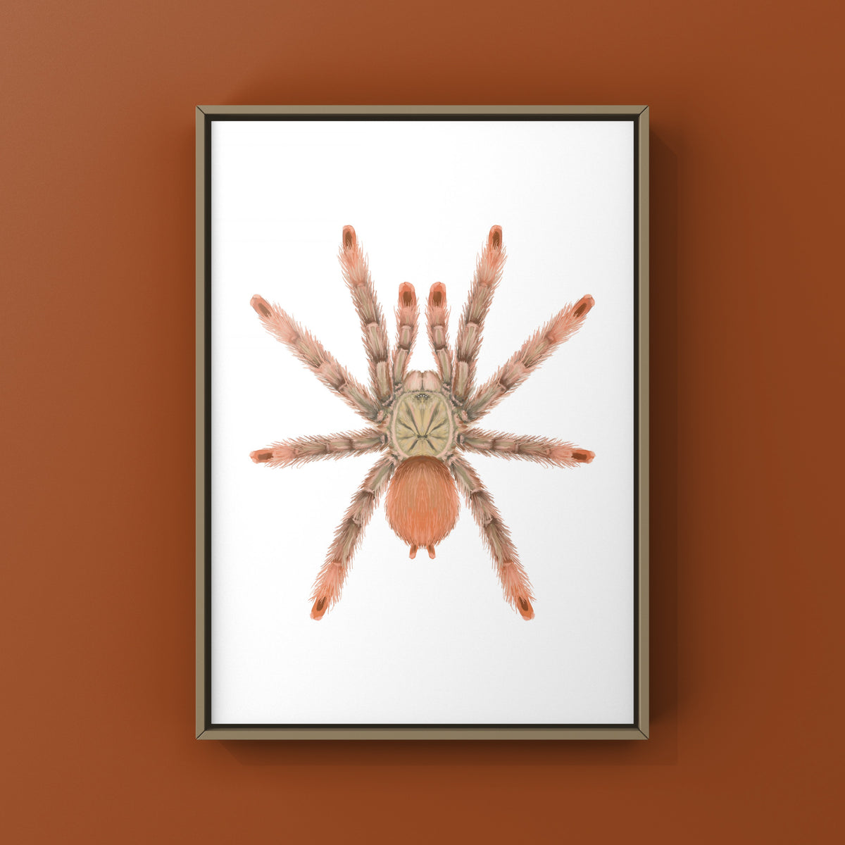 Orange Tree Spider Art Print (Amazonius germani) from The Silk Ranch