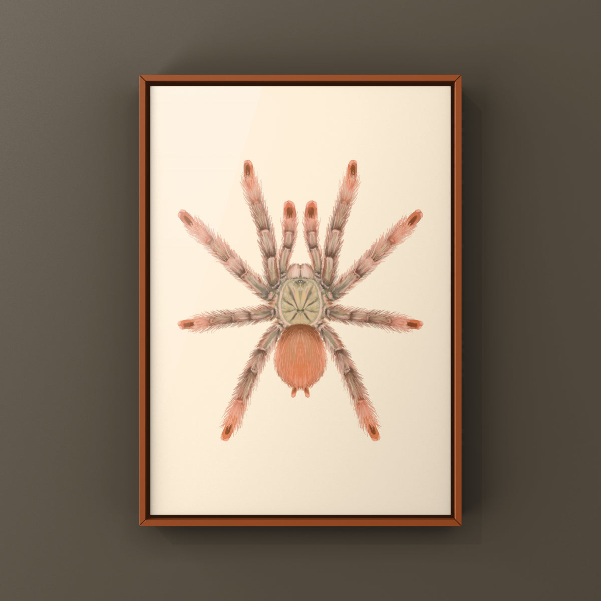Orange Tree Spider Art Print (Amazonius germani) from The Silk Ranch