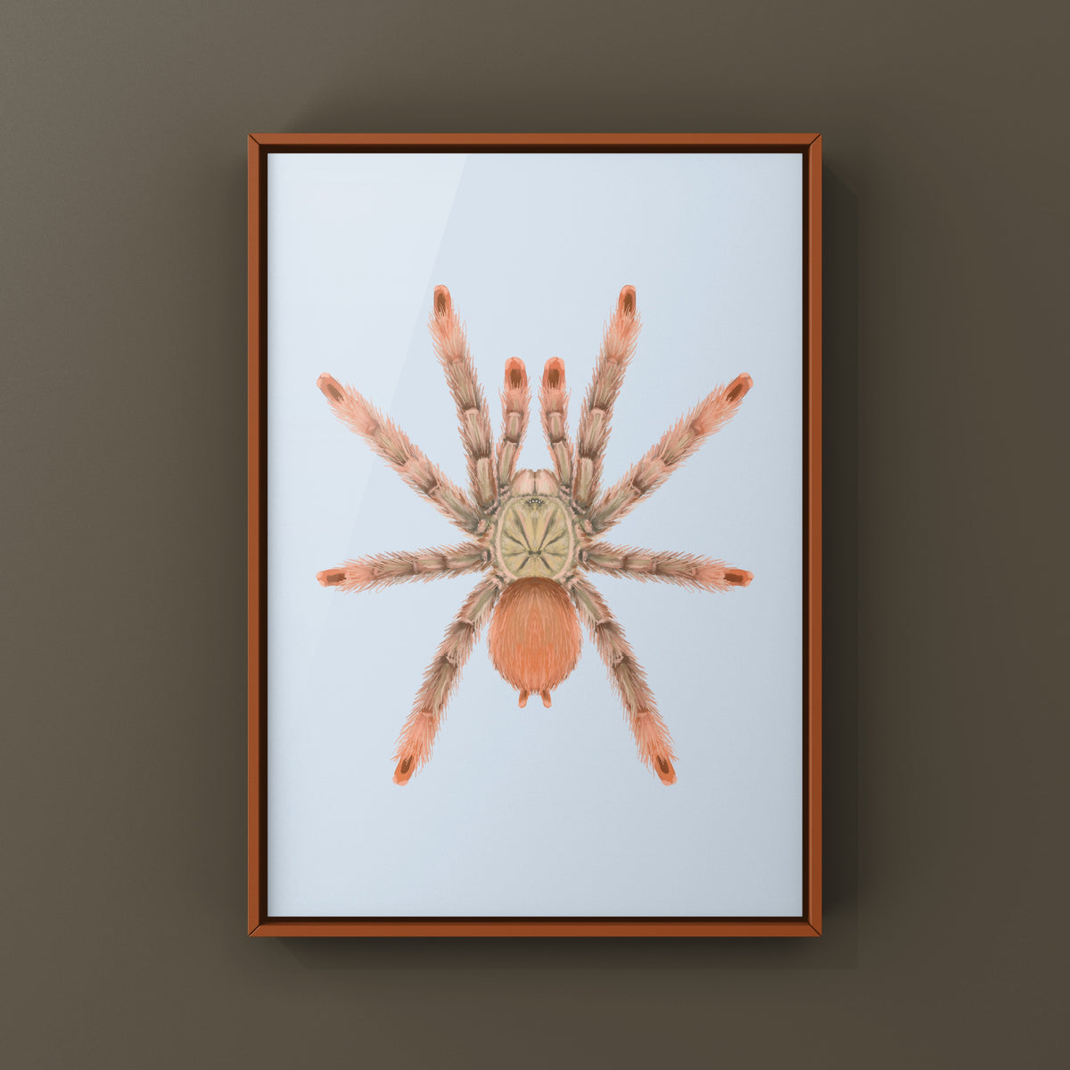 Orange Tree Spider Art Print (Amazonius germani) from The Silk Ranch