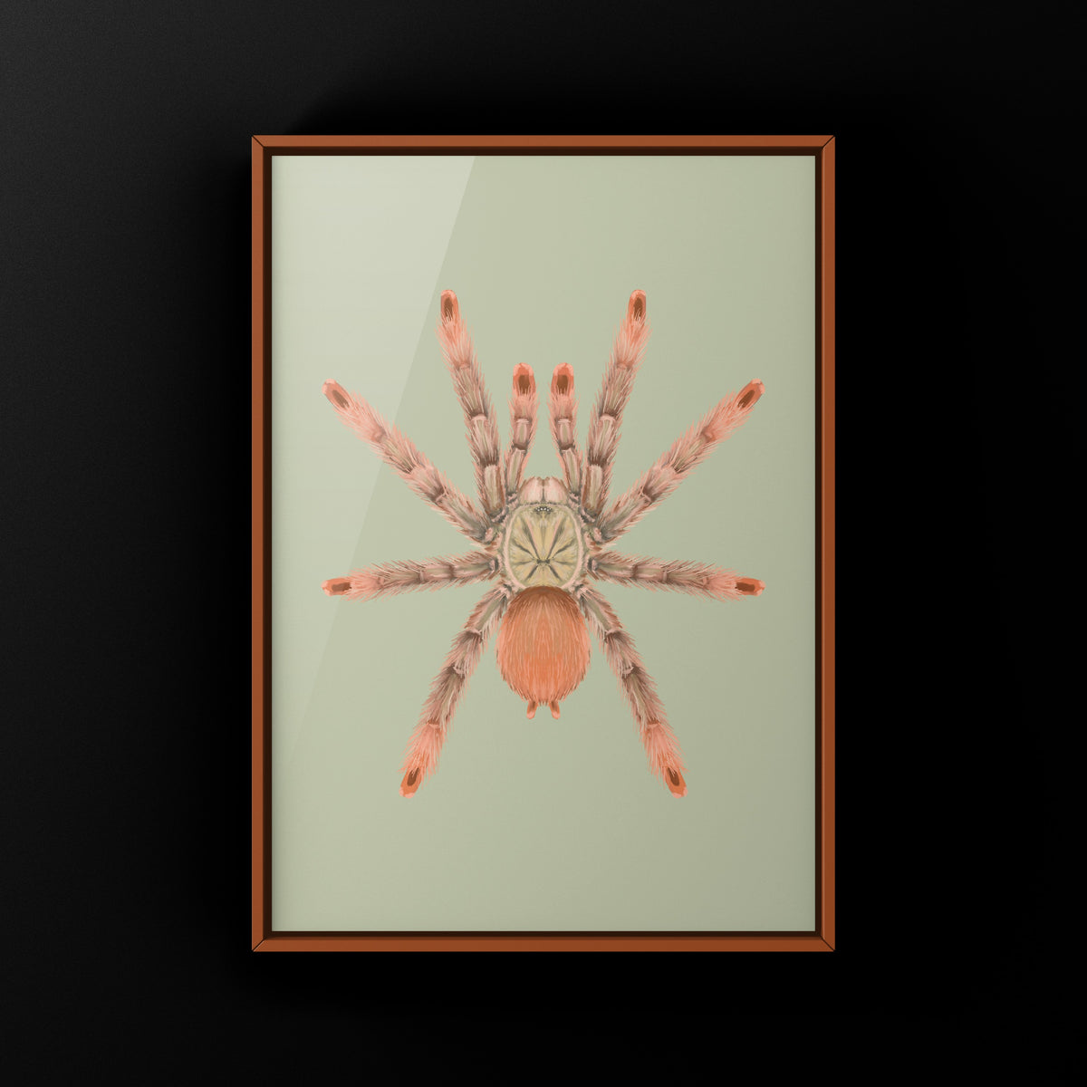 Orange Tree Spider Art Print (Amazonius germani) from The Silk Ranch