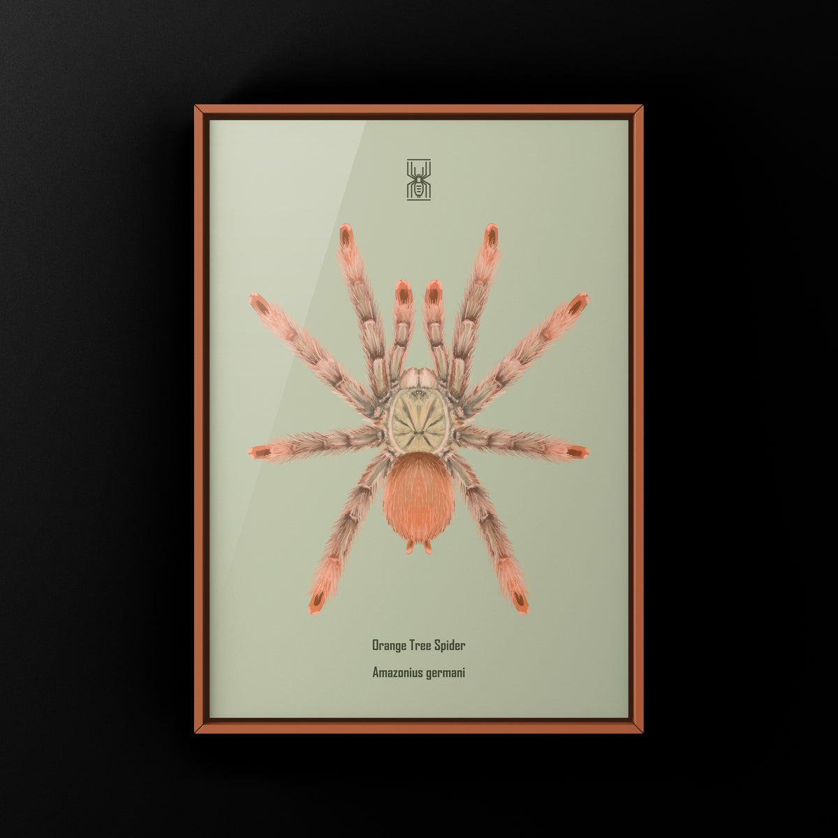 Orange Tree Spider Art Print (Amazonius germani) from The Silk Ranch