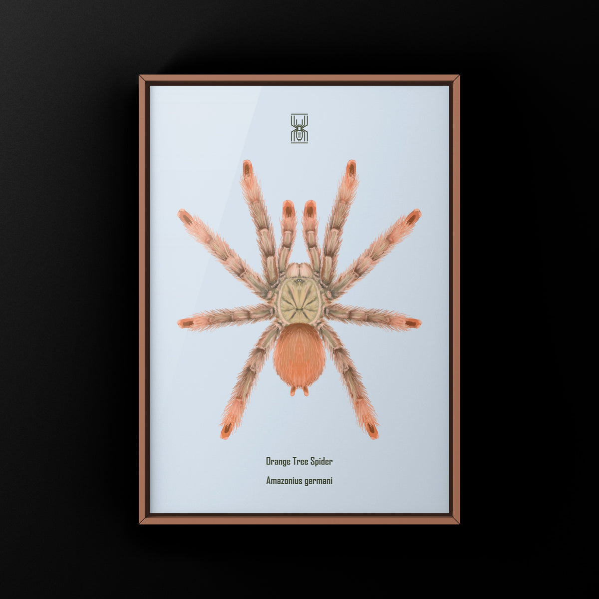 Orange Tree Spider Art Print (Amazonius germani) from The Silk Ranch