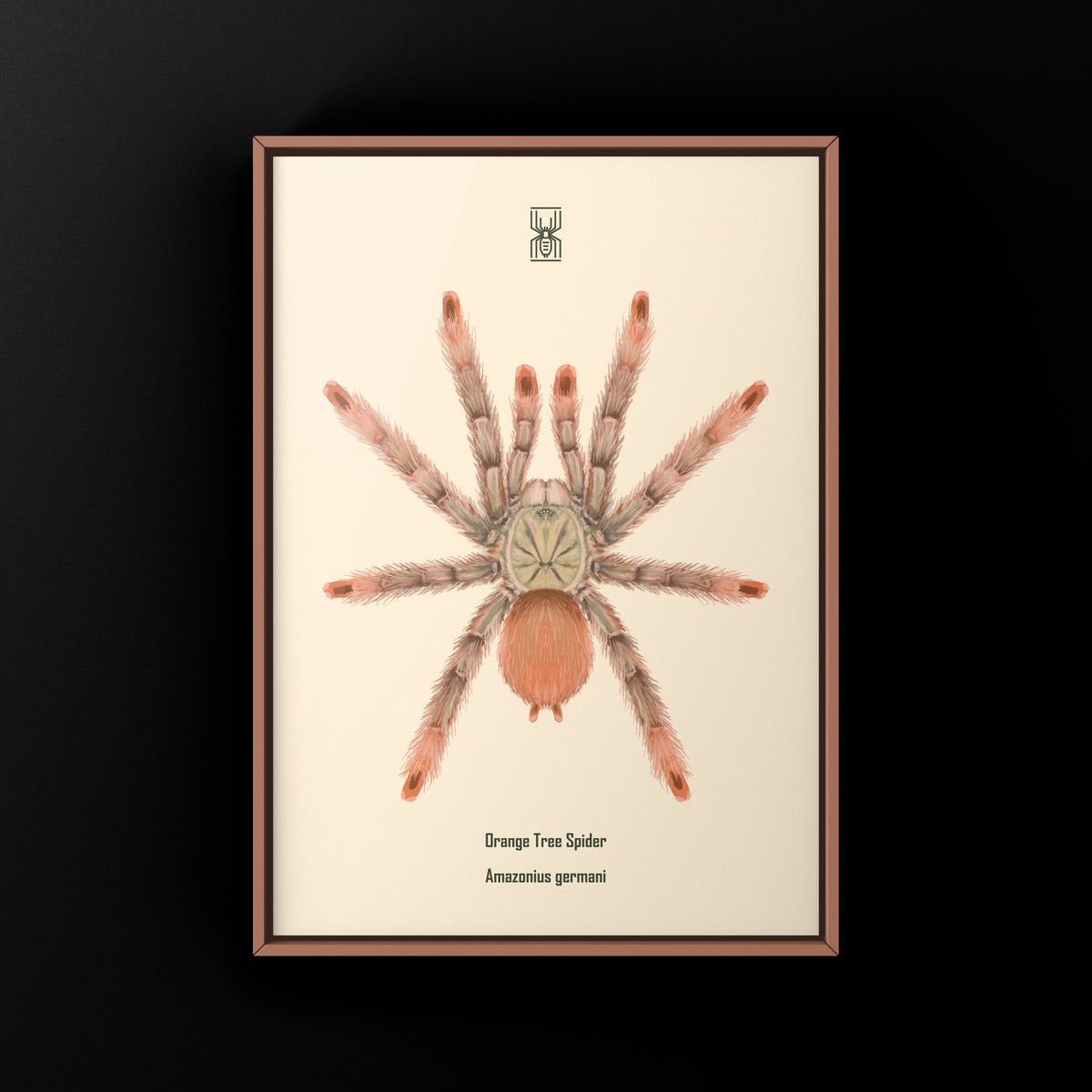 Orange Tree Spider Art Print (Amazonius germani) from The Silk Ranch