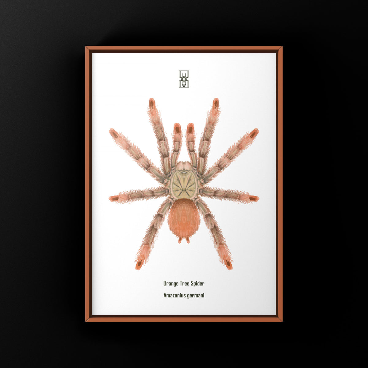 Orange Tree Spider Art Print (Amazonius germani) from The Silk Ranch