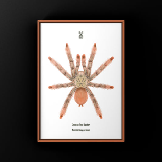 Orange Tree Spider Art Print by The Silk Ranch showing detailed illustration of Amazonius germani spider on textured paper background.