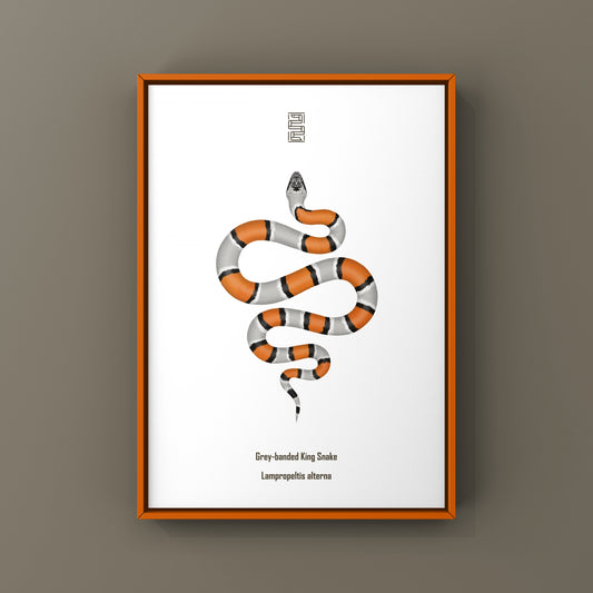 Gray-banded Kingsnake Art Print (Lampropeltis alterna)