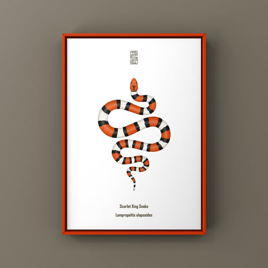 Scarlet Kingsnake Art Print (Lampropeltis elapsoides)
